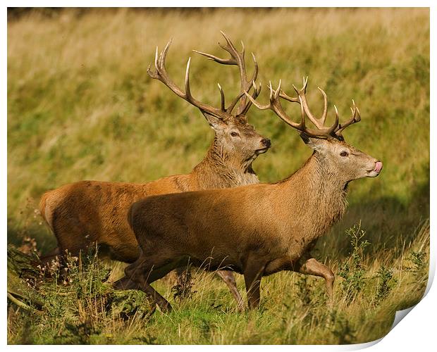 Red Deer chase. Print by Paul Scoullar