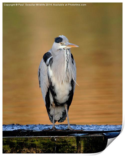 Grey Heron Print by Paul Scoullar