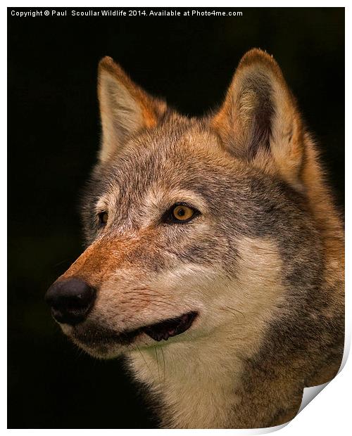 European Wolf Headstudy Print by Paul Scoullar