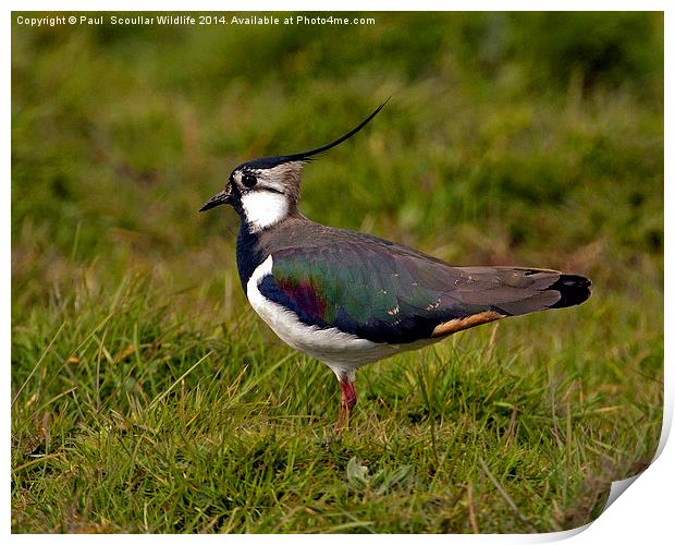 Lapwing Print by Paul Scoullar