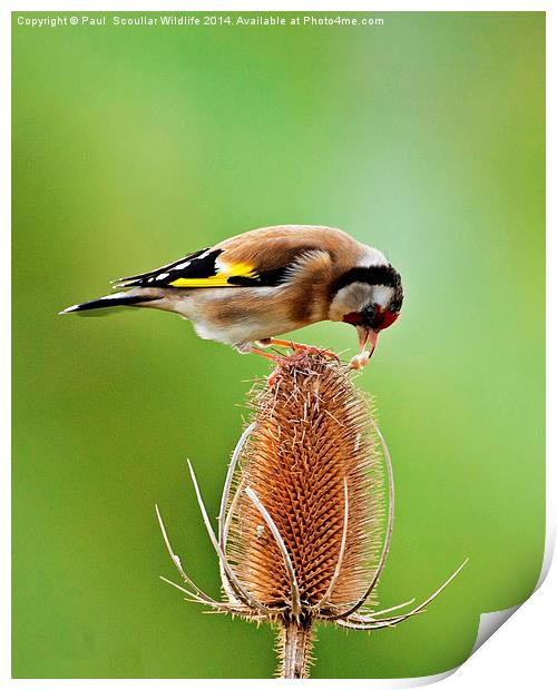 Goldfinch feeding on Teasel comb. Print by Paul Scoullar