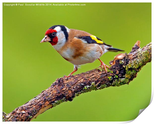 Goldfinch Print by Paul Scoullar