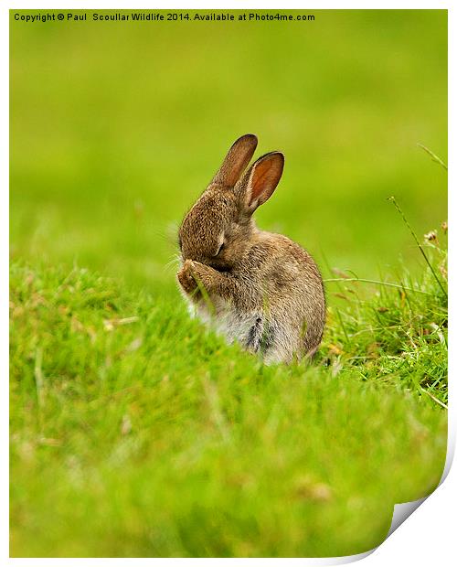  Brown Rabbit Print by Paul Scoullar
