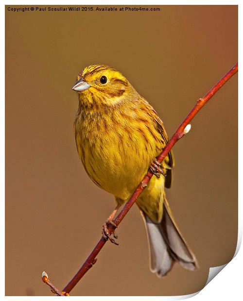  Yellowhammer Print by Paul Scoullar