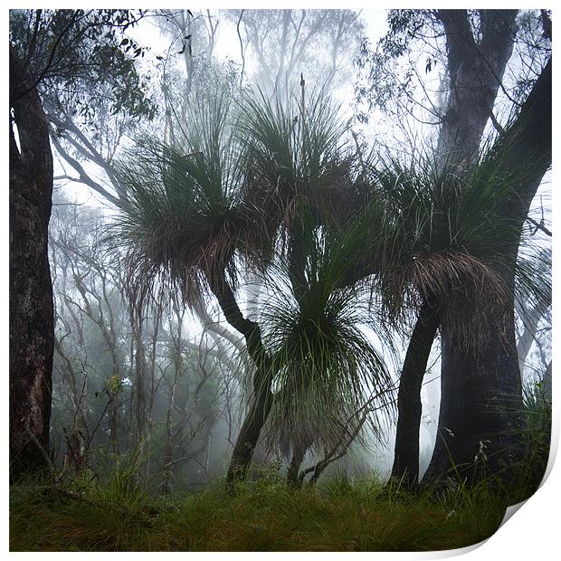 Grass Trees in the Mist Print by