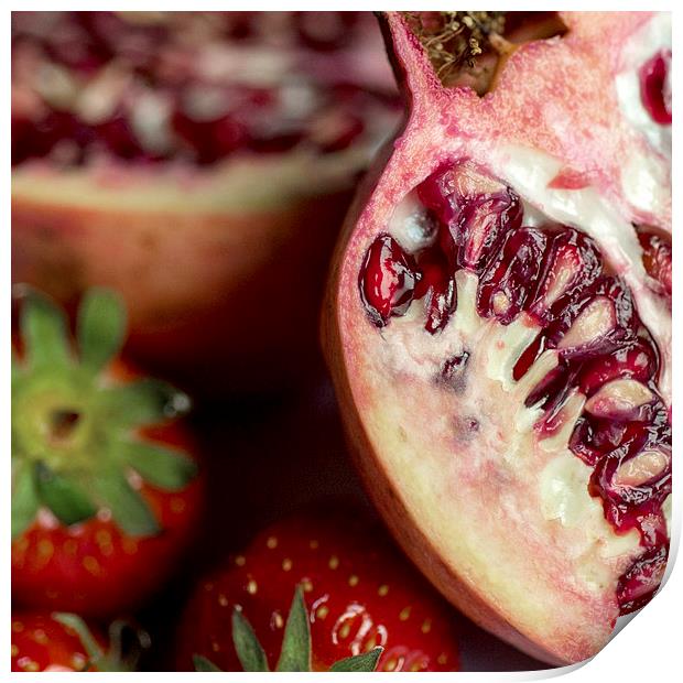 Pomegranate Print by Anne Whiteside
