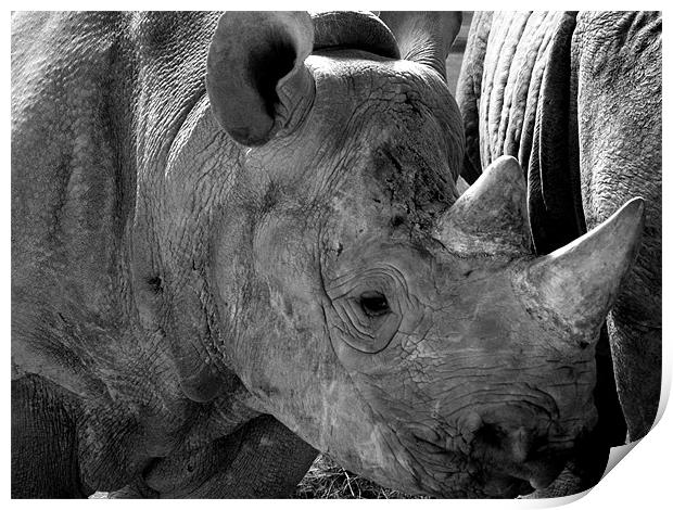 Baby Rhino Print by Rob Parsons