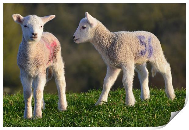 Springtime Lambs Print by Rob Parsons