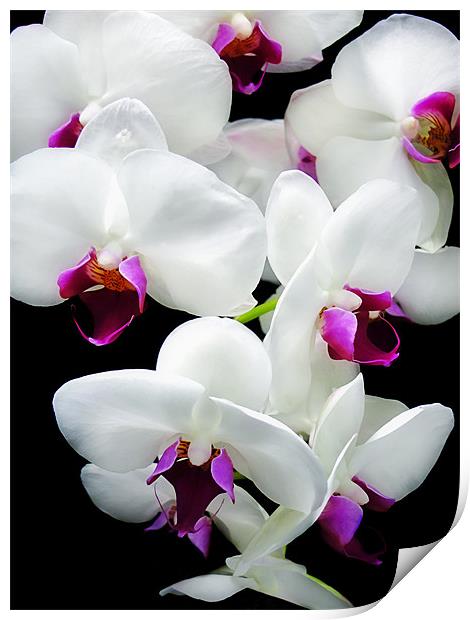 Spray of Orchids Print by Mary Lane