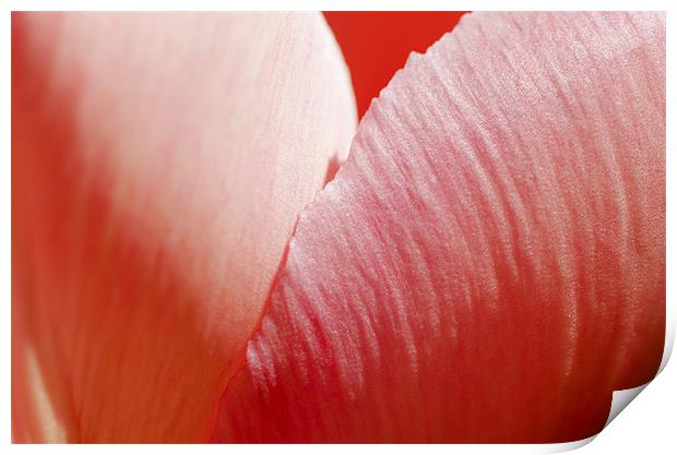 Pink Petals Print by Mary Lane