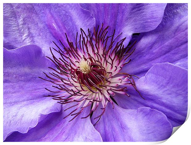 Clematis Print by Mary Lane