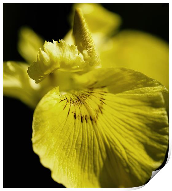 Yellow Iris Print by Mary Lane