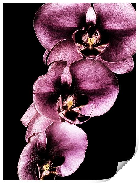 Purple Orchids Print by Mary Lane