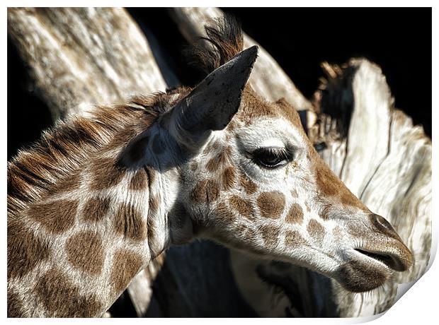 Baby Giraffee Print by Mary Lane