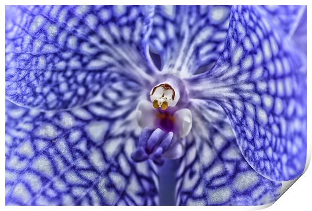 Blue Orchid Print by Mary Lane