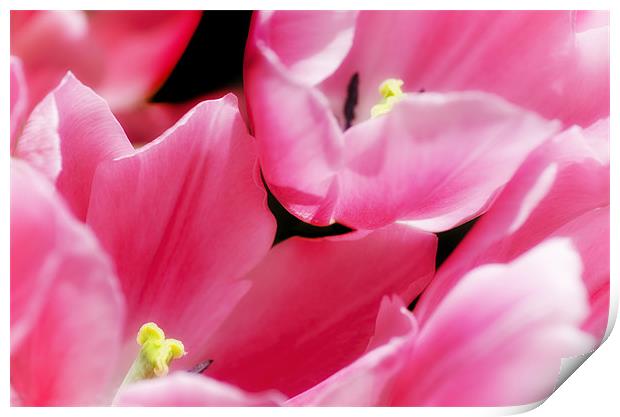 Pink Tulips Print by Mary Lane