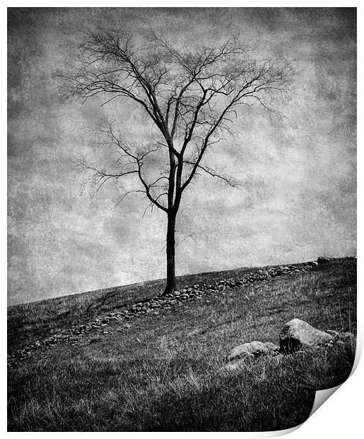Lonesome Tree Print by Mary Lane