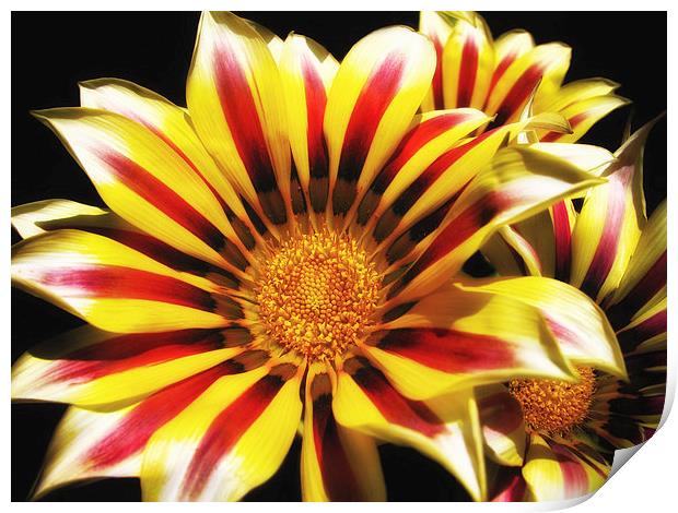 Gazania Print by Mary Lane