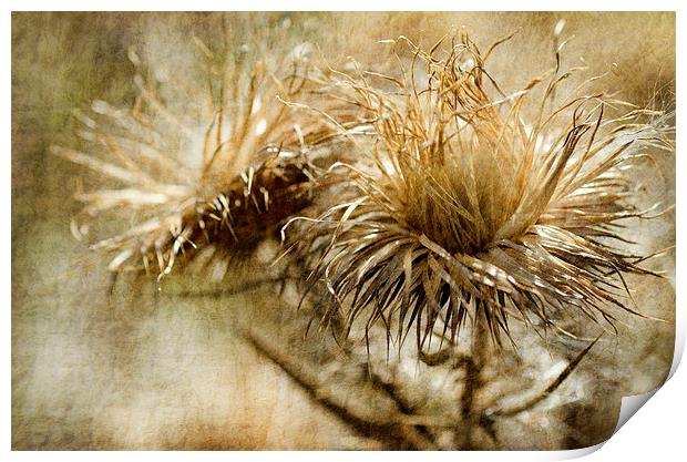 Thistles Print by Mary Lane