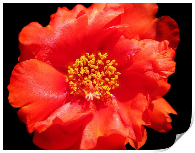 Coral Portulaca Print by Mary Lane