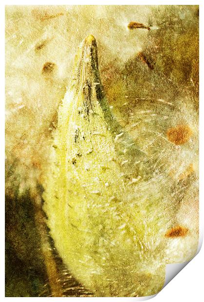 Milkweed Print by Mary Lane