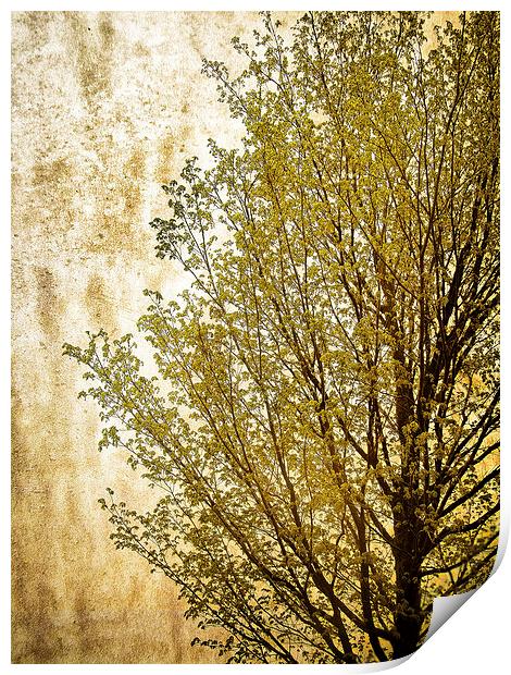Tree Silhouette Print by Mary Lane