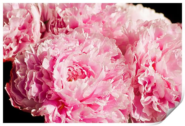 Pink Peony Bouquet Print by Mary Lane