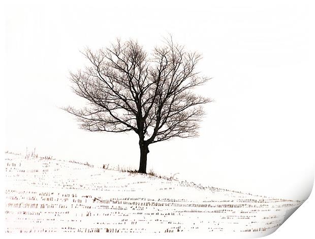 Winter Print by Mary Lane