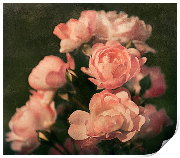 Roses Print by Mary Lane