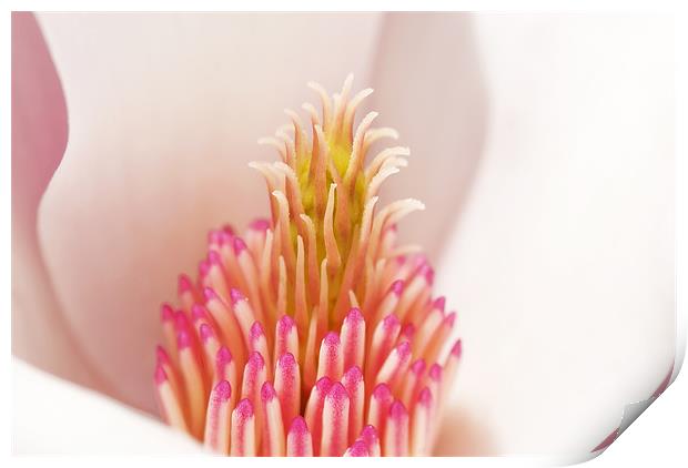 Pink Magnolia Print by Mary Lane