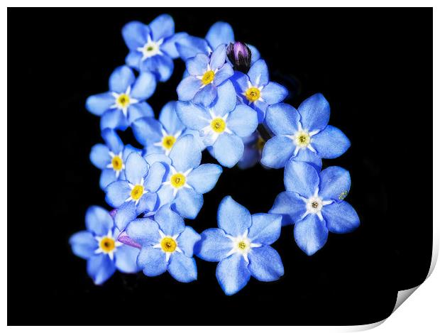 Forget-Me-Nots Print by Mary Lane