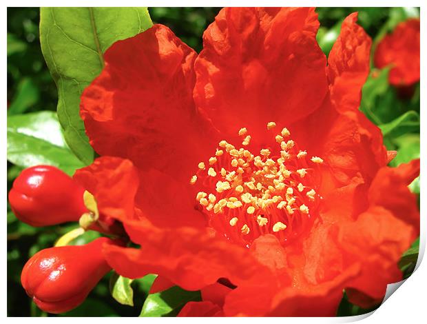 Red Pomegranate Flowers Print by Mary Lane