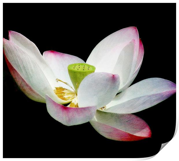 Lotus Blossom Print by Mary Lane