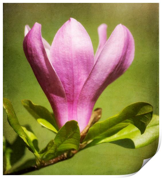 Magnolia Print by Mary Lane