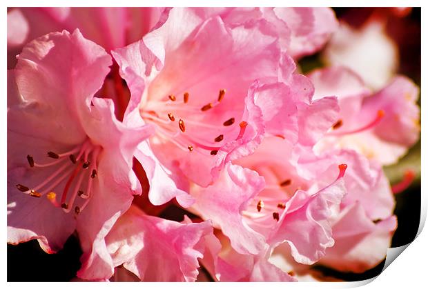 Rhododendron Print by Mary Lane