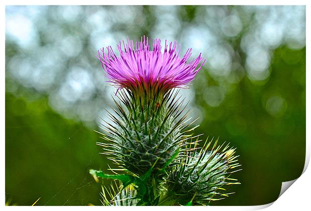 Thistle Print by Kim McDonell