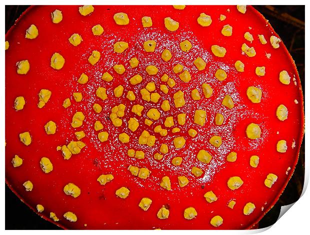 Amanita muscaria - Mushrooms Print by Kim McDonell