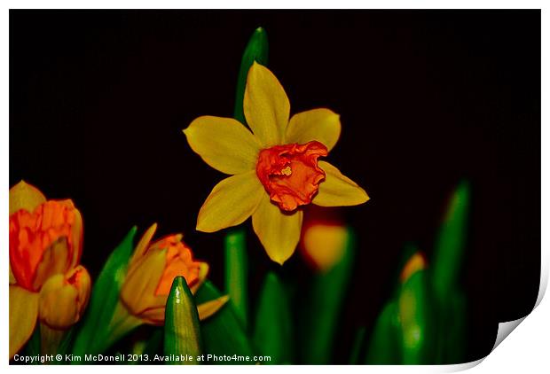 Daffodil Print by Kim McDonell