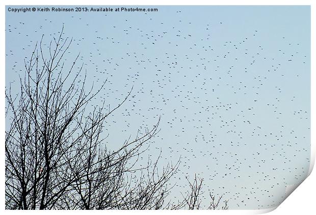 A startling Starling migration Print by Keith Robinson