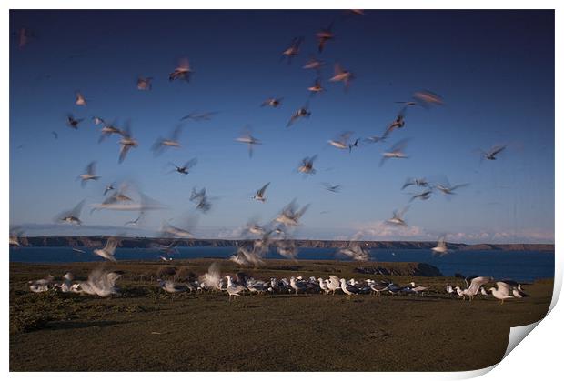 Gulls at Feeding Time Print by lee wilce