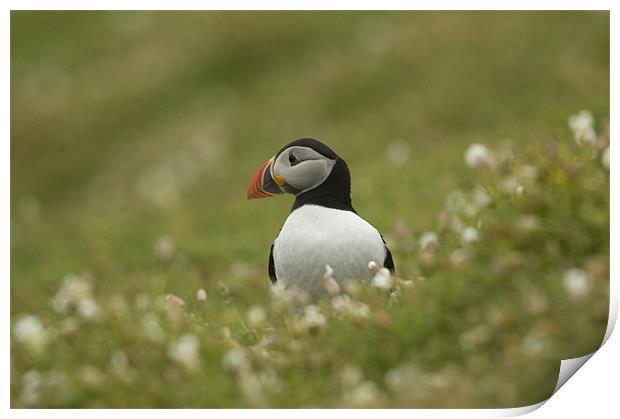 Puffin Print by lee wilce
