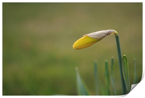 Unopened Daffodil Green Background Print by Phillip Orr