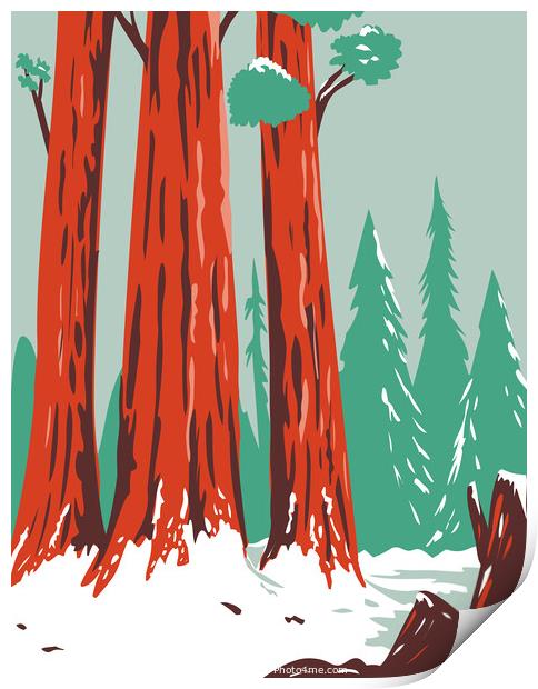 Redwood National and State Park During Winter with Coastal Redwoods Located Northern California WPA Poster Art  Print by Aloysius Patrimonio