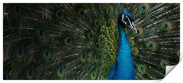 Peacock display Print by christopher darmanin