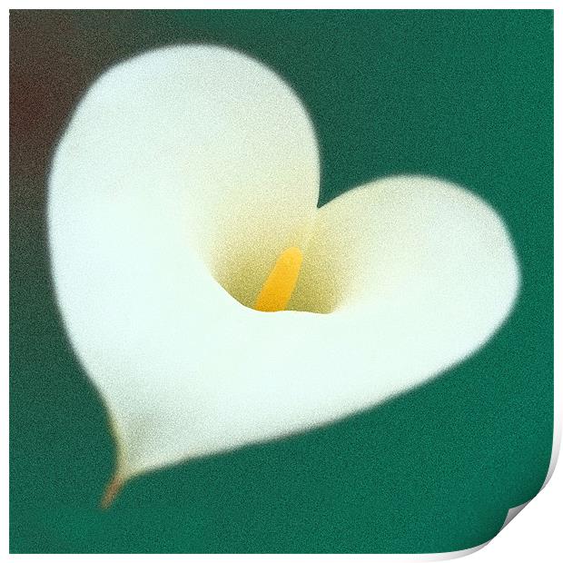 Lily with love Print by christopher darmanin