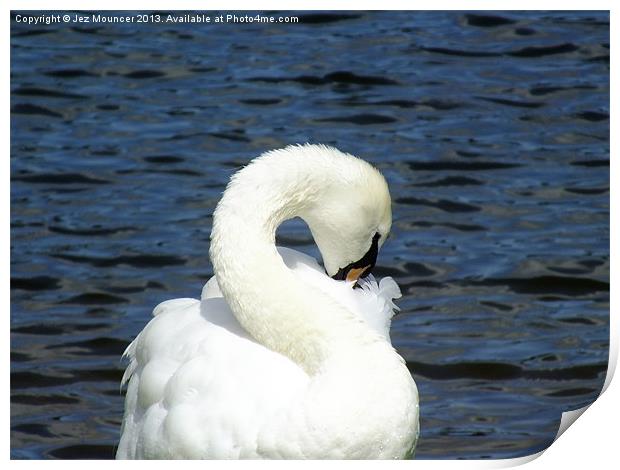 S for Swan Print by Jez Mouncer