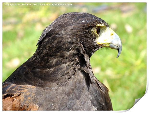 Juvenile Harris Hawk Print by Jez Mouncer