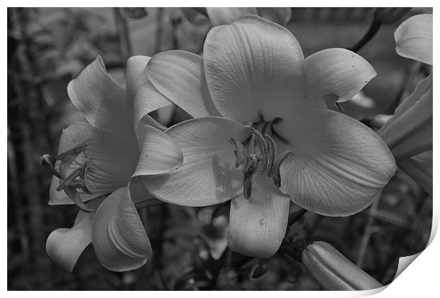 Lovelands Lennox garden lillies Print by  