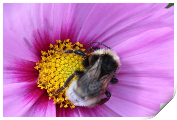 Bumble Bee on Purple Flower Print by David Bridge