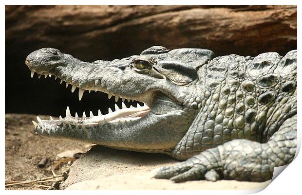 Prehistoric   Crocodile  Print by Marie Castagnoli